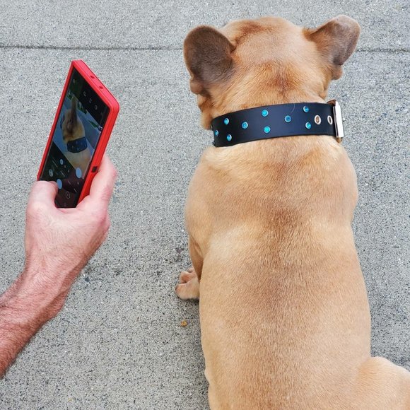 fresh collars Other - Black Vegan Leather Dog Collar